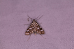 Elophila ekthlipsis