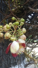Couroupita guianensis