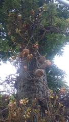 Couroupita guianensis