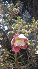 Couroupita guianensis