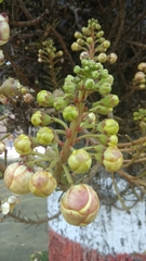 Couroupita guianensis