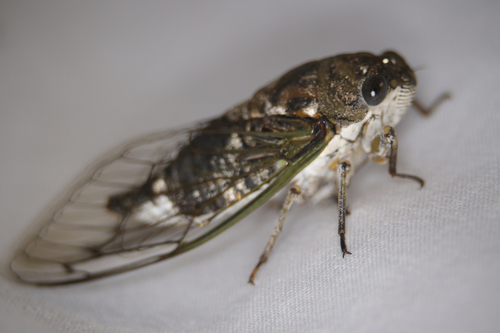 Northern Dog-day Cicada