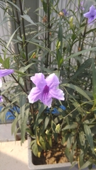 Ruellia simplex