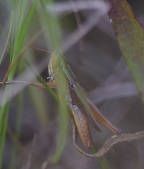 Dichromorpha elegans