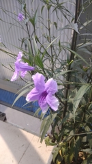Ruellia simplex