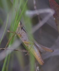 Dichromorpha elegans