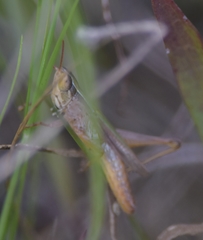 Dichromorpha elegans