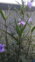 Ruellia simplex