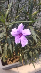 Ruellia simplex
