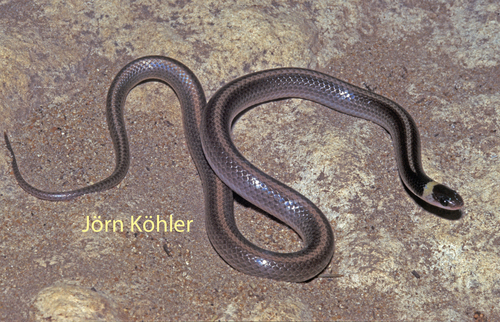Photo of a Light-banded Dwarf Snake (Heteroliodon occipitalis)