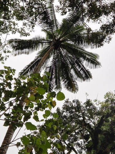 Ravenea moorei, photo 21