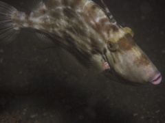 Stephanolepis cirrhifer