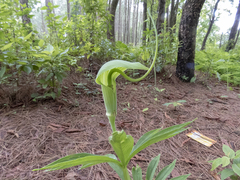 Arisaema tortuosum