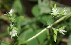 Drymaria cordata diandra