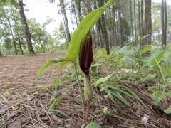 Sauromatum diversifolium