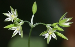 Drymaria cordata diandra