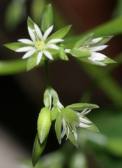 Drymaria cordata diandra