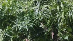 Cyperus alterniflorus