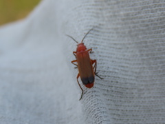 Rhagonycha fulva