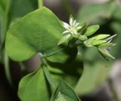 Drymaria cordata diandra