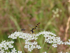Sphaerophoria