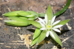 Drymaria cordata diandra