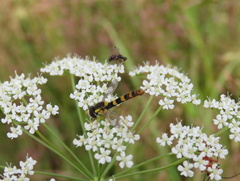 Sphaerophoria