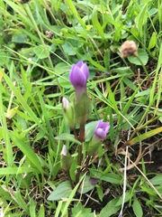 Gentianella amarella