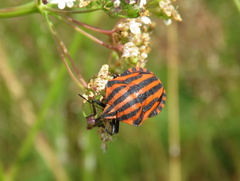 Graphosoma italicum italicum