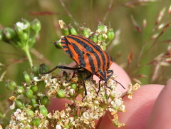 Graphosoma italicum italicum