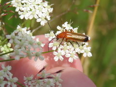Rhagonycha fulva