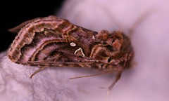 Autographa mappa
