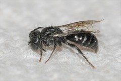 Hoplitis micheneri