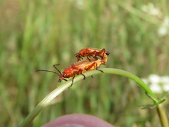 Rhagonycha fulva