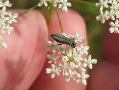 Coleoptera