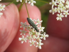 Coleoptera