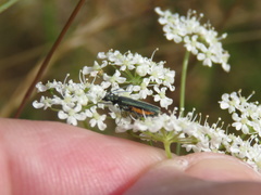 Coleoptera