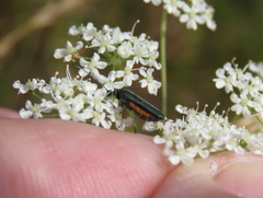 Coleoptera