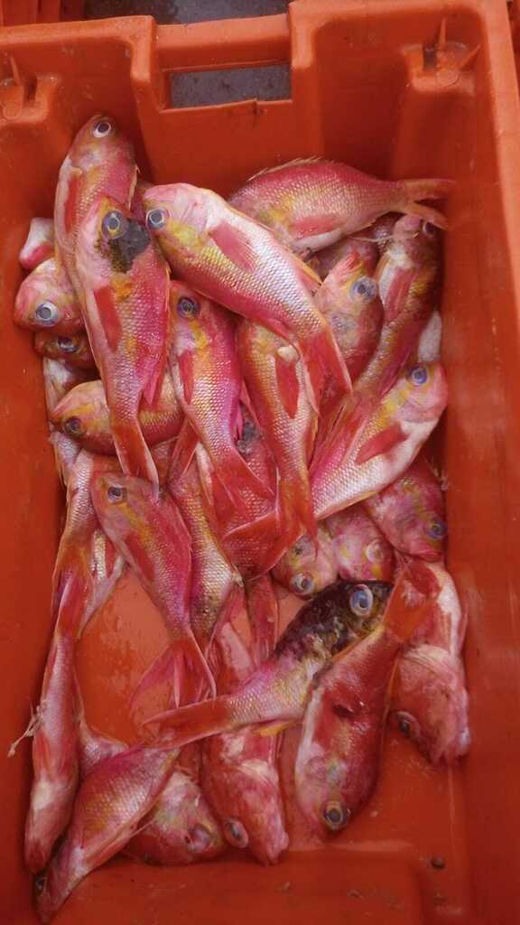 Noel's anthias (Anthias noeli) — Serranidae
