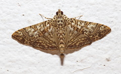 Glyphodes pulverulentalis