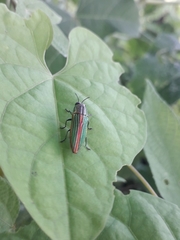 Agaeocera gigas