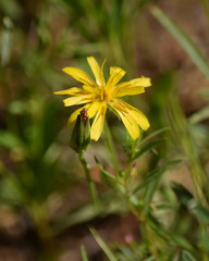 Microseris nutans