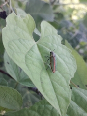 Agaeocera gigas