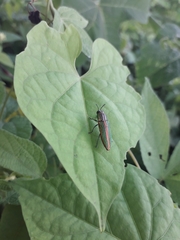 Agaeocera gigas