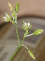 Drymaria cordata diandra