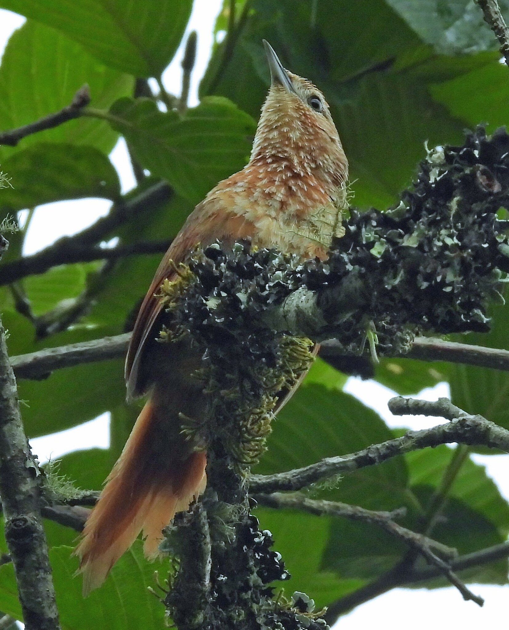 Spot-breasted Thornbird (Phacellodomus maculipectus), photo 5