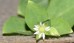 Drymaria cordata diandra