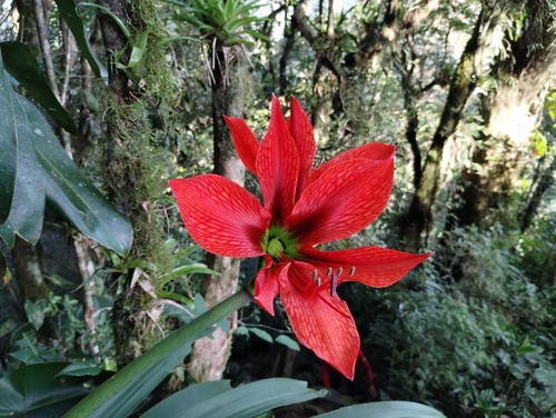 Hippeastrum aulicum (Ker Gawl.) Herb.