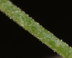 Drymaria cordata diandra