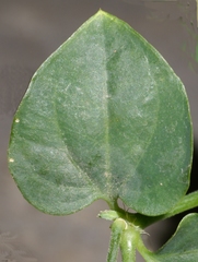 Drymaria cordata diandra